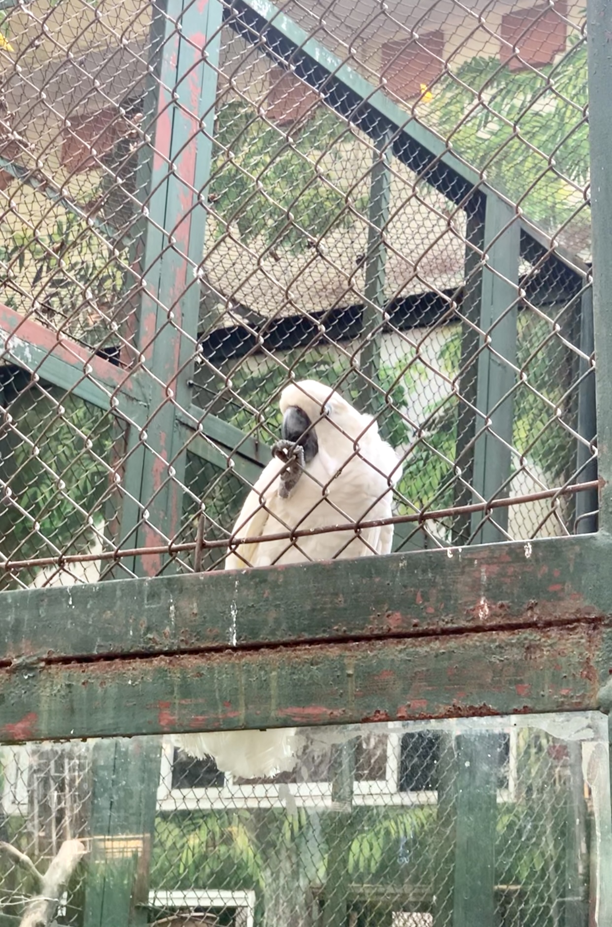 Những bức ảnh cho thấy vườn thú Hà Nội cũng đầy "cây hài": Ngựa cắt tóc ngố, khỉ "lườm" cả khách - Ảnh 7.