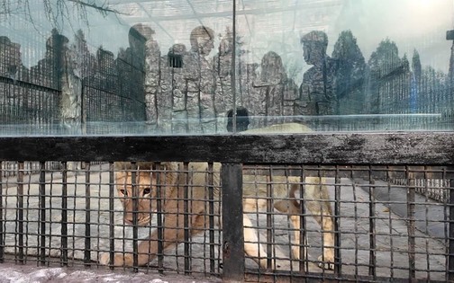 Kinh ho&agrave;ng sư tử vượt tường tấn c&ocirc;ng phụ nữ, trẻ em giữa phố ở Pakistan - Ảnh 2.