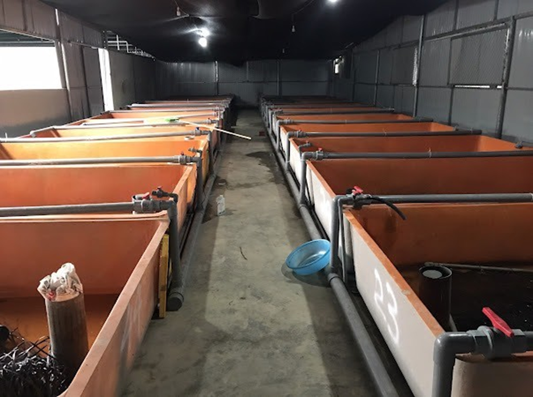 Mạnh dạn đầu tư nu&ocirc;i con "hiền như đất", anh n&ocirc;ng d&acirc;n nhẹ nh&agrave;ng kiếm 2 tỷ đồng/năm- Ảnh 2.