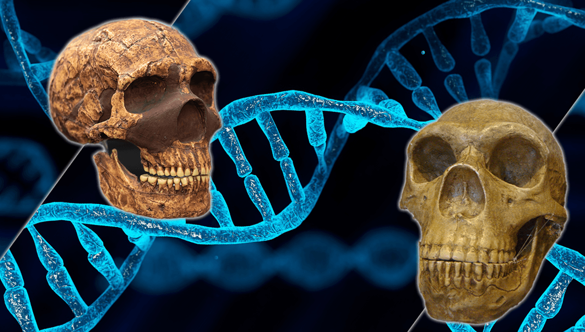 Tất cả chúng ta đều mang DNA của người Neanderthal và Denisovan và đây là cách điều đó ảnh hưởng đến chúng ta- Ảnh 3.