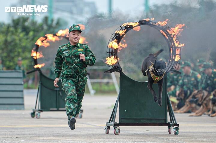 Điều đặc biệt về đội quân khuyển Việt Nam tham gia Triển lãm Quốc phòng quốc tế 2024 - Ảnh 2.