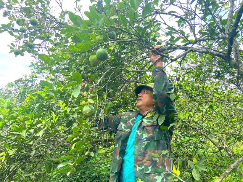 Chị nông dân nhẹ nhàng thu nửa tỷ đồng/năm nhờ trồng cây siêu trái "chưa ăn đã thèm" - Ảnh 4.