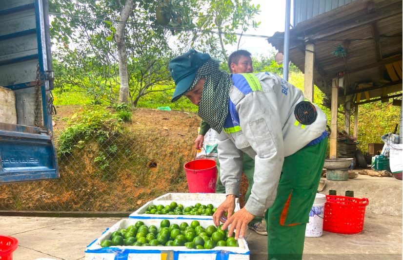 Chị nông dân nhẹ nhàng thu nửa tỷ đồng/năm nhờ trồng cây siêu trái "chưa ăn đã thèm" - Ảnh 5.