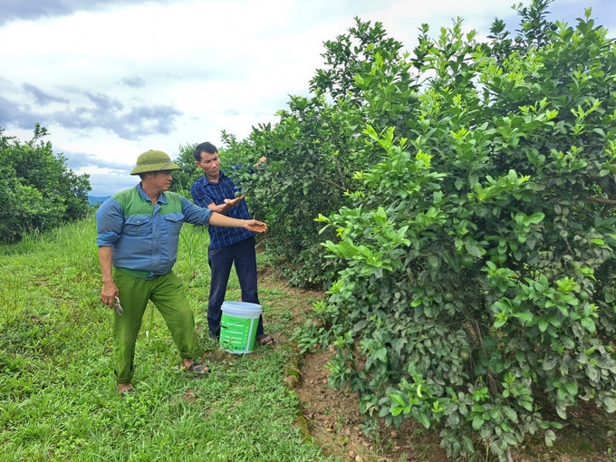 Chị nông dân nhẹ nhàng thu nửa tỷ đồng/năm nhờ trồng cây siêu trái "chưa ăn đã thèm" - Ảnh 6.