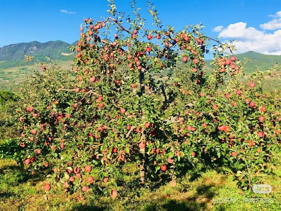 Được quảng cáo ngon như hàng Nhật giá tiền triệu, loại quả 10.000 đồng/kg này có gì mà hấp dẫn đến vậy? - Ảnh 2.