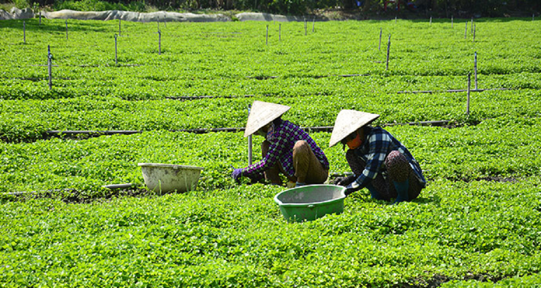 Ông nông dân lãi 1 tỷ đồng nhờ "bẻ lái" trồng thứ rau dại xưa chỉ cho trâu bò ăn- Ảnh 2.