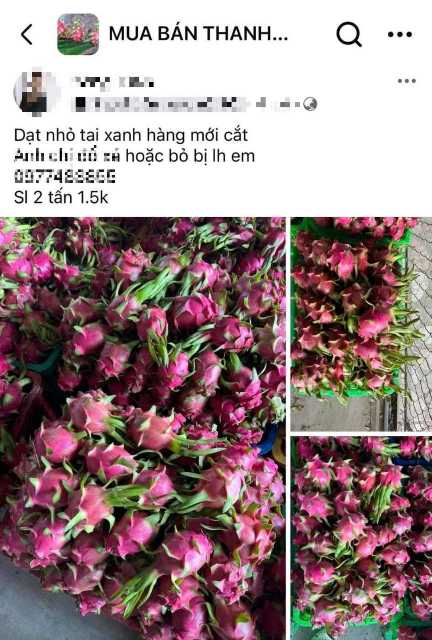 Bình Thuận: Thanh long nghịch vụ rớt giá "sốc", còn 2.000 đồng/kg - Ảnh 1.