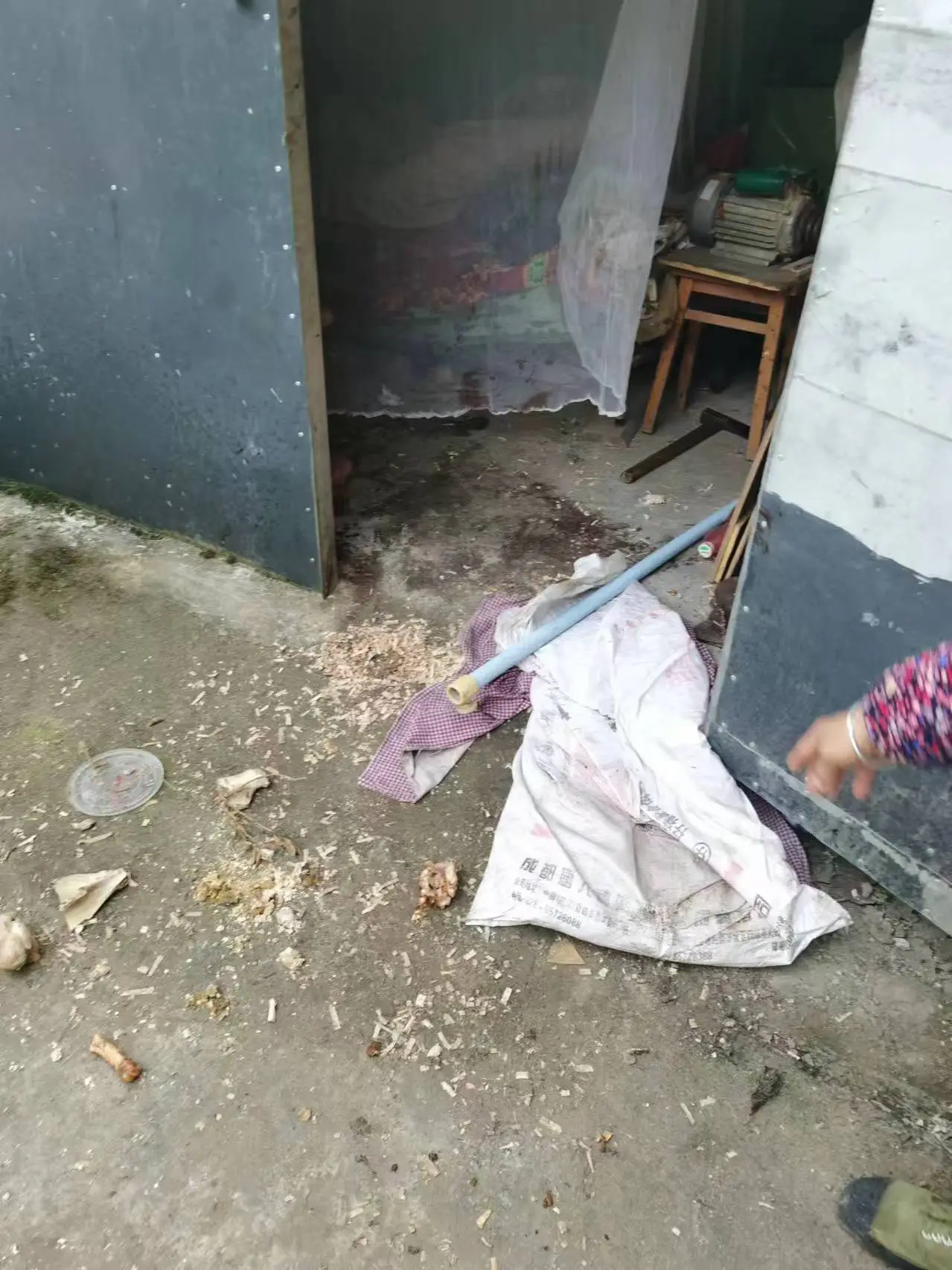 Gấu dữ đột nhập nhà dân để “săn người”: Hiện trường vụ việc ám ảnh và hỗn loạn - Ảnh 1.