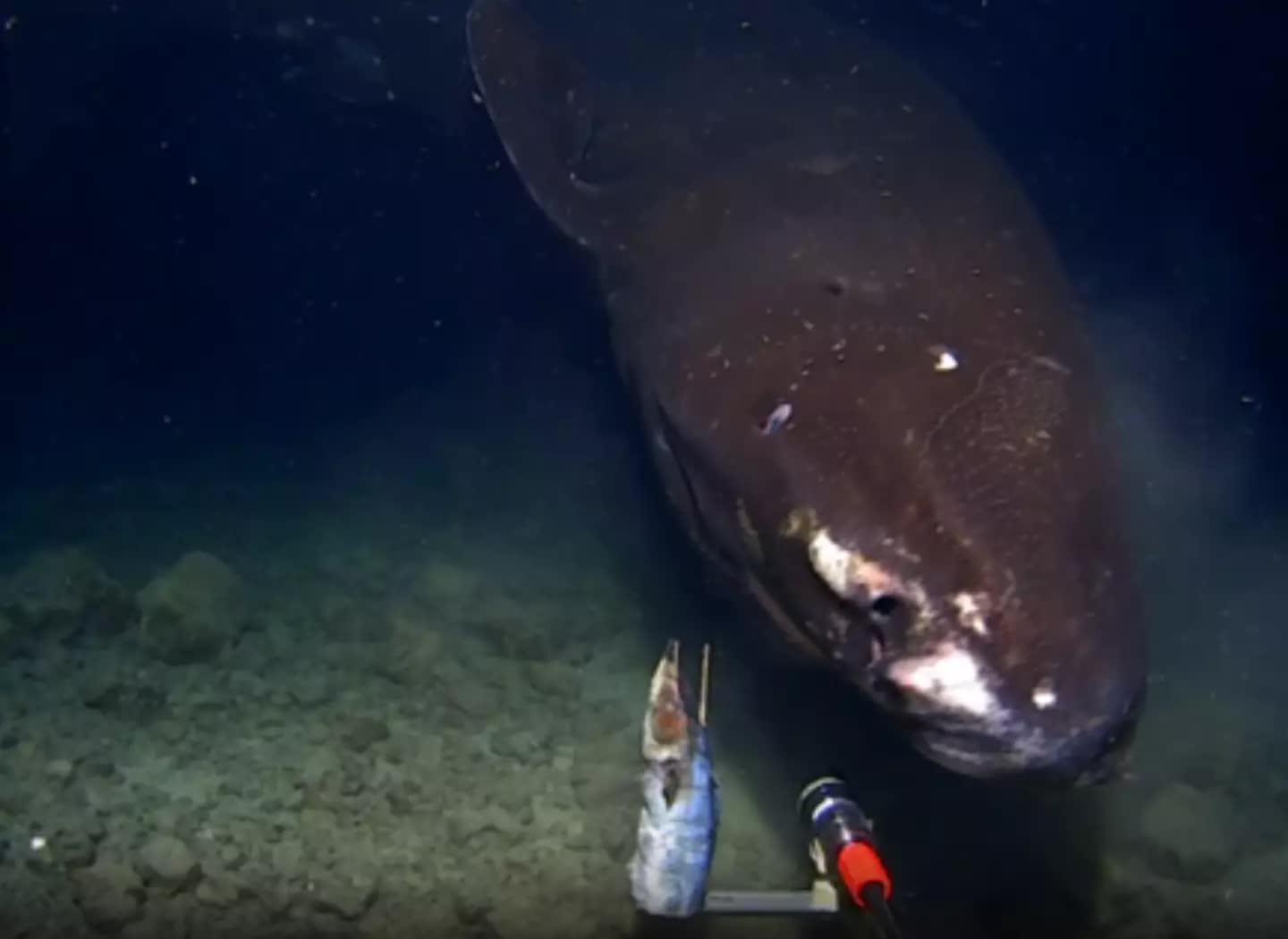 Thả camera xuống r&atilde;nh tối dưới đ&aacute;y biển, lần đầu giới khoa học quay được h&igrave;nh ảnh đ&aacute;ng sợ chưa từng c&oacute;- Ảnh 2.