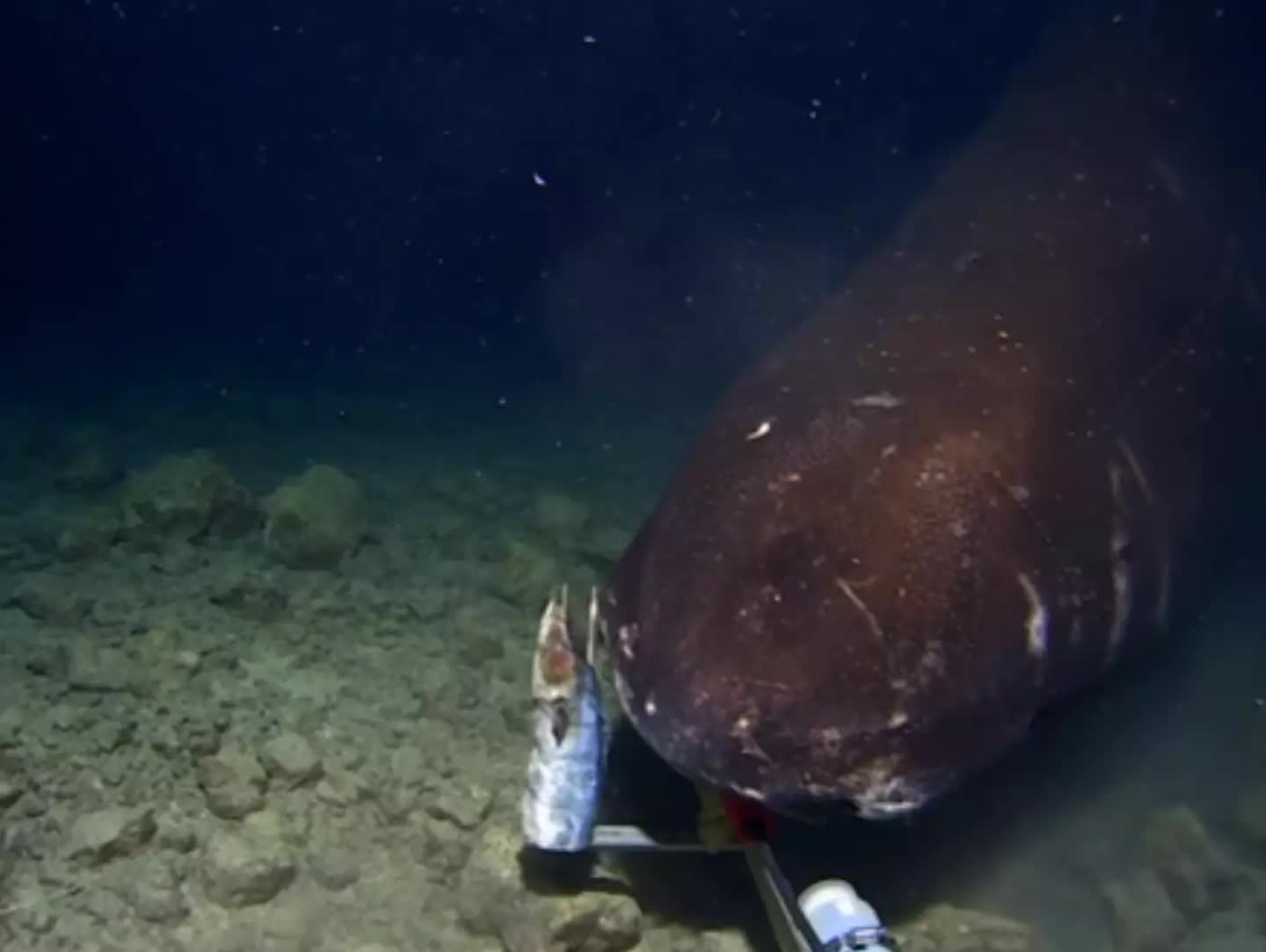 Thả camera xuống r&atilde;nh tối dưới đ&aacute;y biển, lần đầu giới khoa học quay được h&igrave;nh ảnh đ&aacute;ng sợ chưa từng c&oacute;- Ảnh 3.