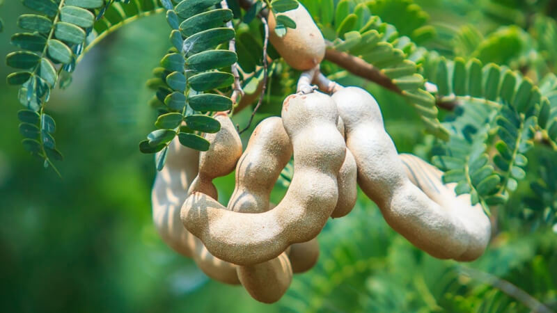 - Ảnh 1. - Ảnh 1.