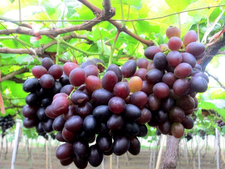 Cách phân biệt nho ta và nho Trung Quốc để chọn đúng - Ảnh 1.