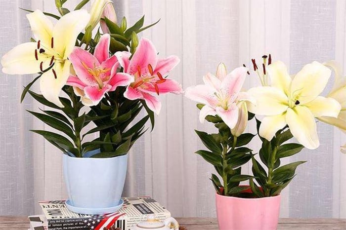 Cách trồng hoa ly nở kịp Tết Nguyên đán - Ảnh 1.