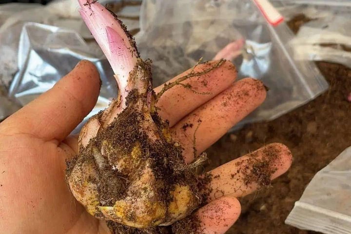 Cách trồng hoa ly nở kịp Tết Nguyên đán - Ảnh 2.