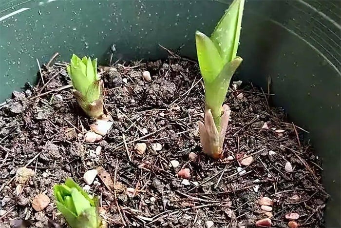 Cách trồng hoa ly nở kịp Tết Nguyên đán - Ảnh 3.