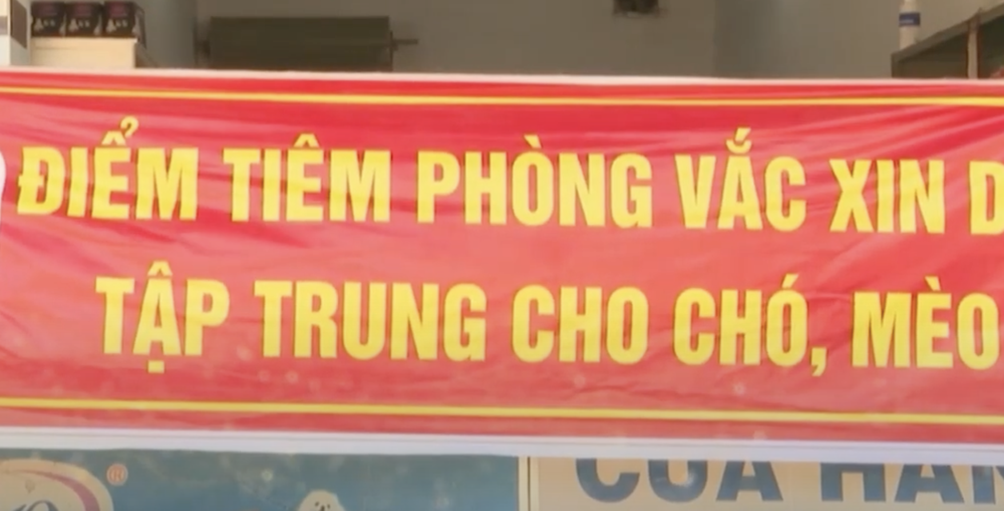 Hơn 80 trường hợp tử vong do bệnh dại- Ảnh 2.