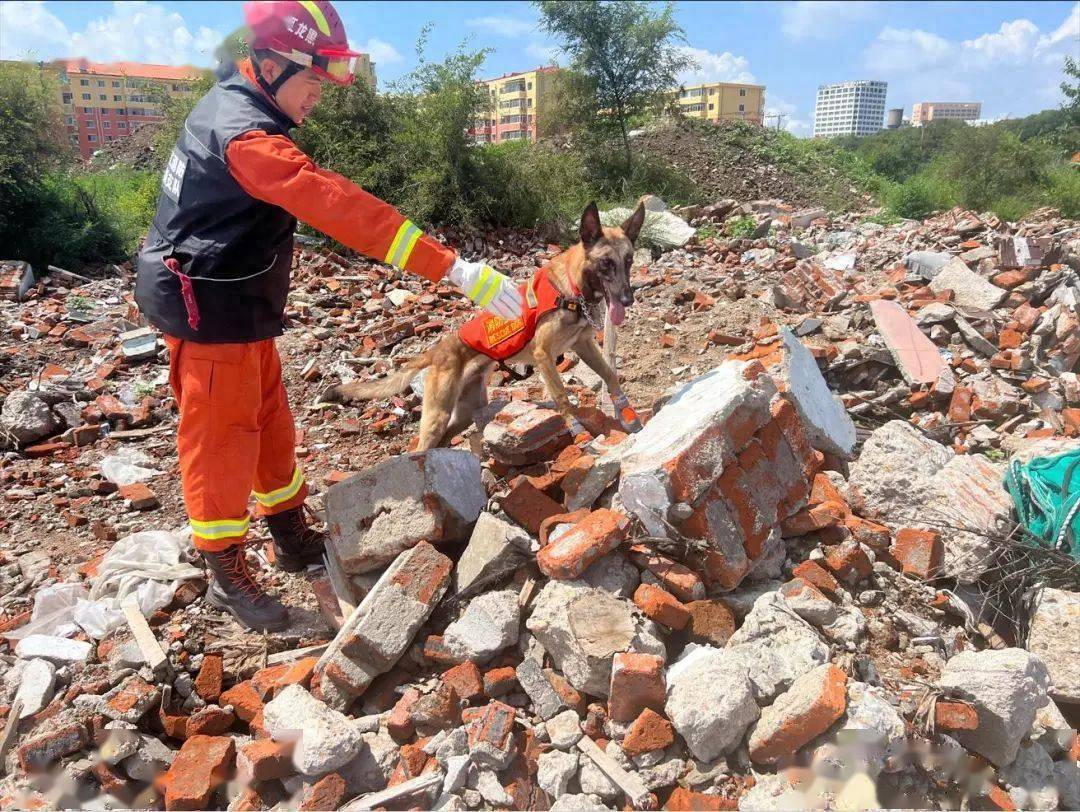 Tại sao chó đôi khi sủa vào lúc nửa đêm, có phải chúng thực sự nhìn thấy những thứ 'siêu nhiên'?- Ảnh 3.