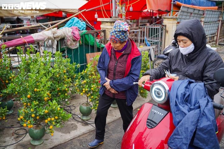 Đào Tết Hà Nội khoe sắc sớm trên phố mang hương vị Tết Ất Tỵ 2025 - Ảnh 13.