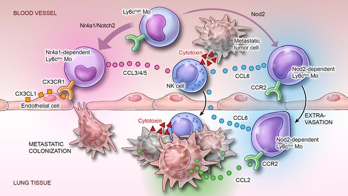 Thí nghiệm cho thấy virus COVID có thể thu nhỏ khối u của 4 loại ung thư giai đoạn cuối- Ảnh 4.