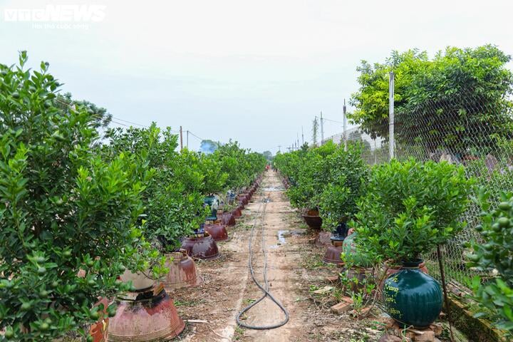 Bị bão lũ lịch sử tàn phá, đào, quất cảnh Hà Nội có kịp đón Tết Nguyên đán? - Ảnh 2.