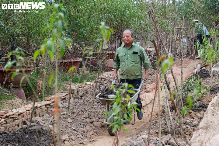 Bị bão lũ lịch sử tàn phá, đào, quất cảnh Hà Nội có kịp đón Tết Nguyên đán? - Ảnh 11.