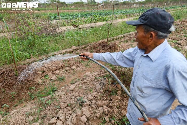 Bị bão lũ lịch sử tàn phá, đào, quất cảnh Hà Nội có kịp đón Tết Nguyên đán? - Ảnh 14.