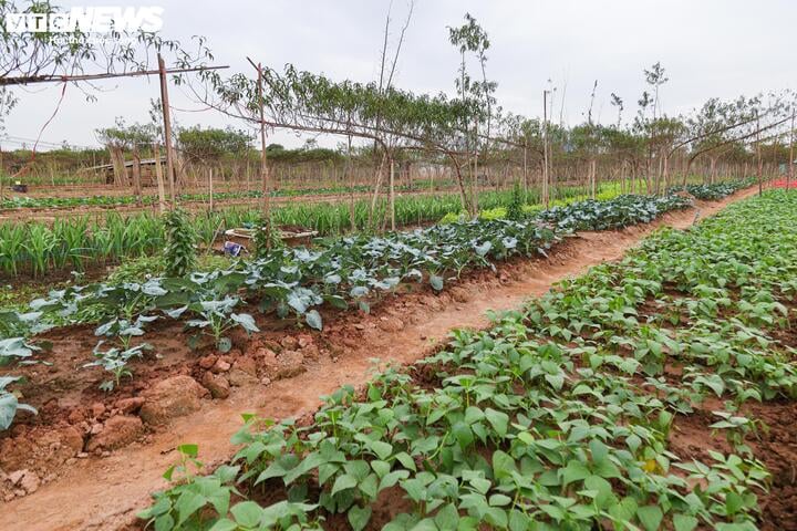 Bị bão lũ lịch sử tàn phá, đào, quất cảnh Hà Nội có kịp đón Tết Nguyên đán? - Ảnh 17.