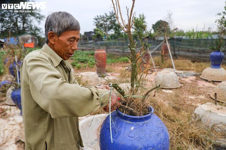 Bị bão lũ lịch sử tàn phá, đào, quất cảnh Hà Nội có kịp đón Tết Nguyên đán? - Ảnh 7.