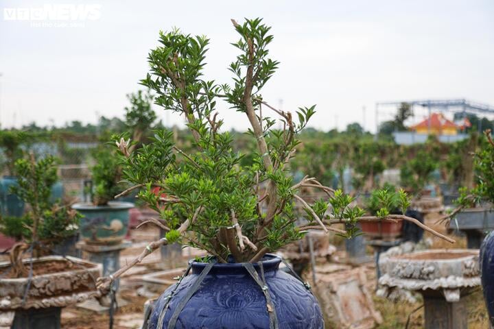 Bị bão lũ lịch sử tàn phá, đào, quất cảnh Hà Nội có kịp đón Tết Nguyên đán? - Ảnh 3.