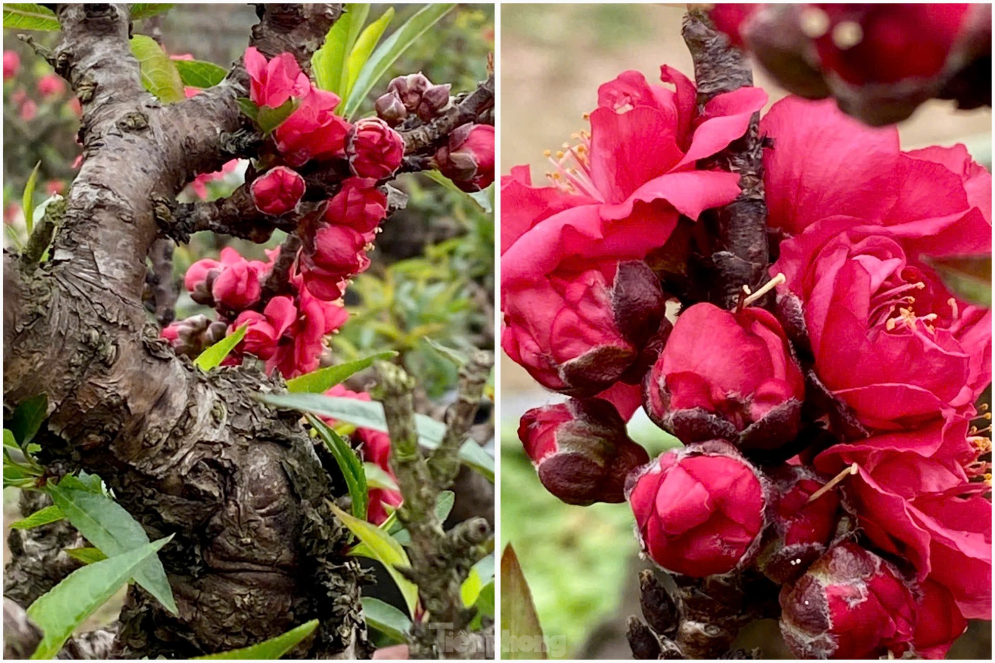 Chiêm ngưỡng đào Thất thốn Nhật tân: Vẻ đẹp độc đáo mùa Tết - Ảnh 12.