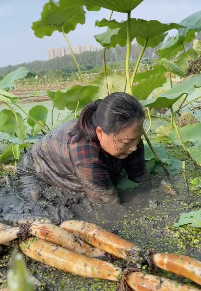 Hot TikToker bị tố "tạo content", mua củ sen về rồi d&agrave;n dựng cảnh đi đ&agrave;o, cư d&acirc;n mạng người b&ecirc;nh kẻ phản đối - Ảnh 7.