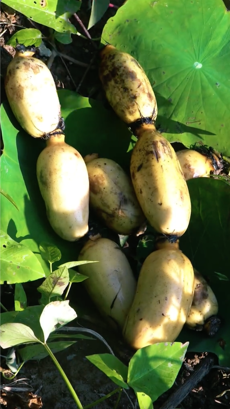 Hot TikToker bị tố "tạo content", mua củ sen về rồi d&agrave;n dựng cảnh đi đ&agrave;o, cư d&acirc;n mạng người b&ecirc;nh kẻ phản đối - Ảnh 3.