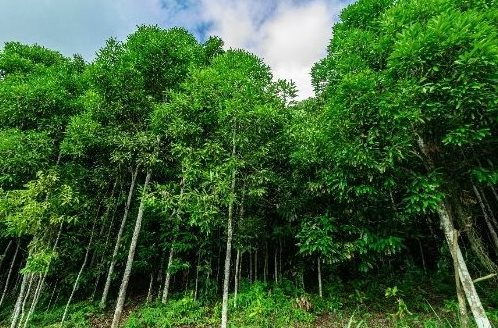 Loại cây gỗ quý giúp Việt Nam vượt Trung Quốc trở thành ông trùm thế giới: Từ vỏ đến lá đều hái ra tiền, Mỹ, Ấn Độ đua nhau lùng mua - Ảnh 1.