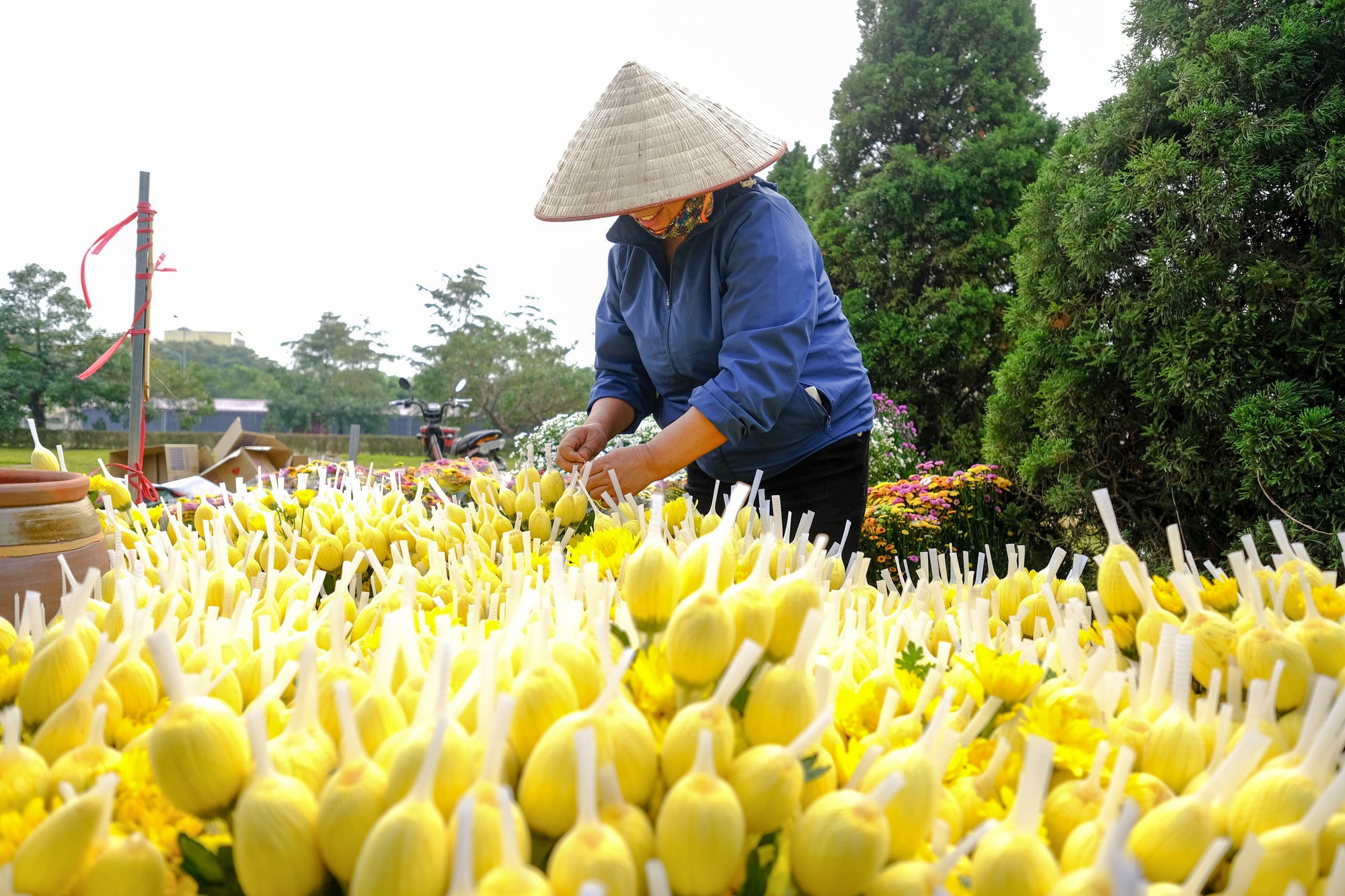 Festival hoa Mê Linh 2024 hứa hẹn sắc hoa rực rỡ và cơ hội du lịch mới - Ảnh 16.