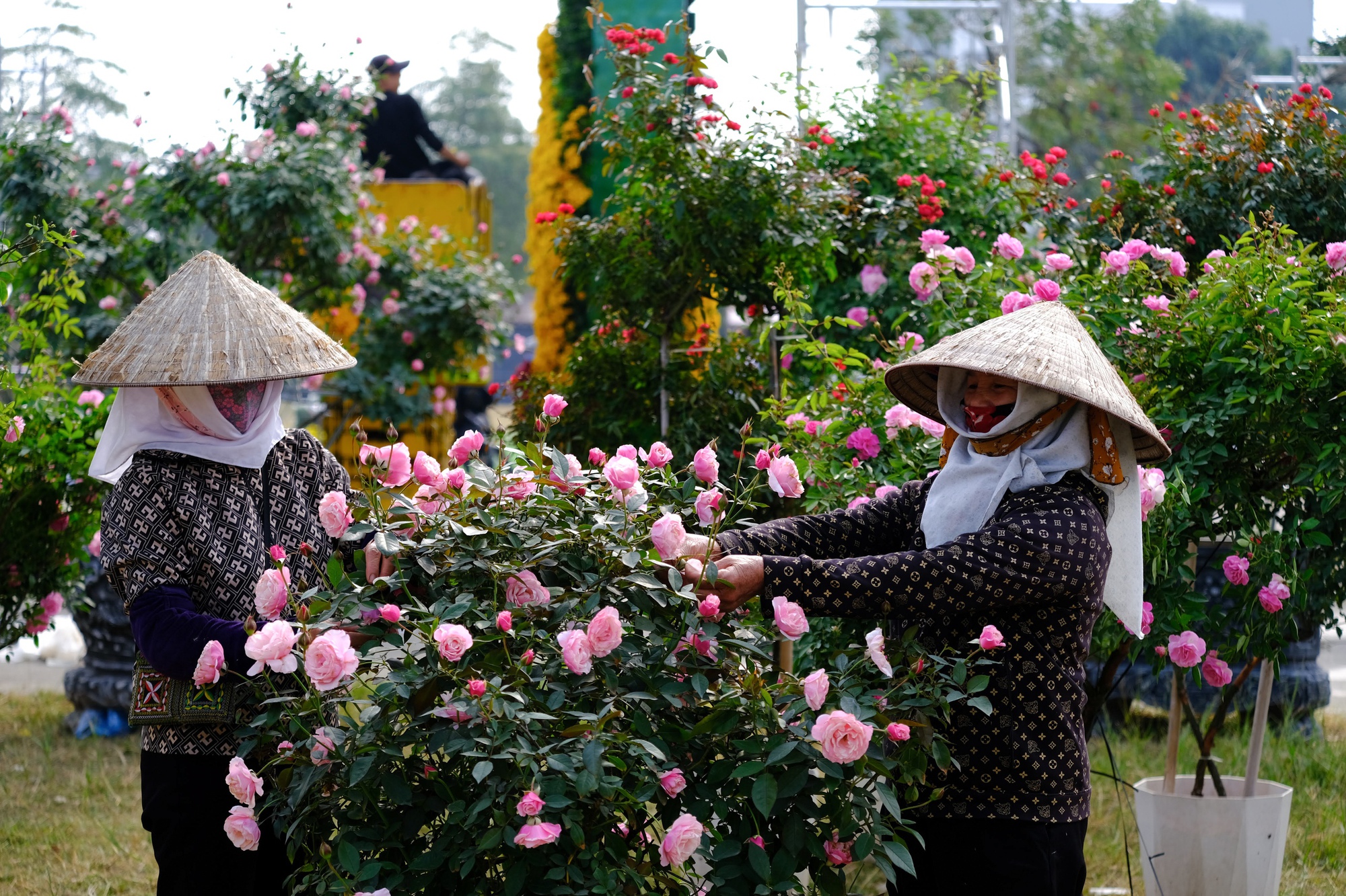 Festival hoa Mê Linh 2024 hứa hẹn sắc hoa rực rỡ và cơ hội du lịch mới - Ảnh 4.