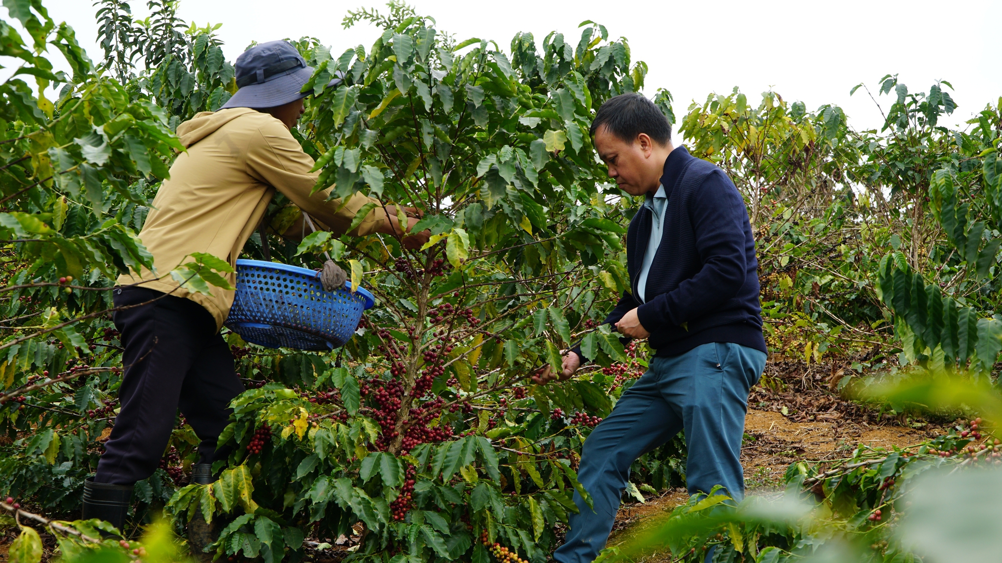 "Chuyên gia Colombia nói với tôi: Cà phê Arabica Sơn La tuyệt vời thế này mà bán rẻ là có lỗi với đất trời" - Ảnh 1.