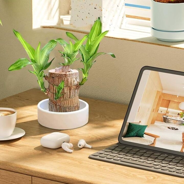 Những cây cảnh chống bức xạ máy tính giúp không gian làm việc trong lành - Ảnh 3.