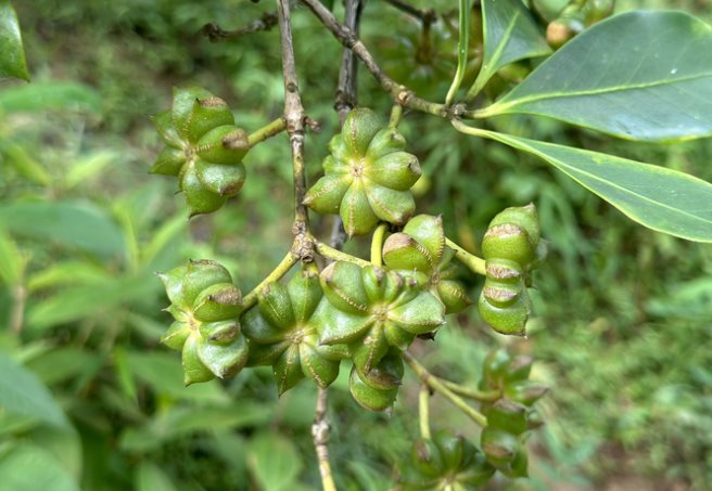 Việt Nam sở hữu loại cây ra hoa triệu đô đứng thứ 2 thế giới: Ấn Độ có bao nhiêu mua bấy nhiêu, chỉ rất ít quốc gia trồng được- Ảnh 1.