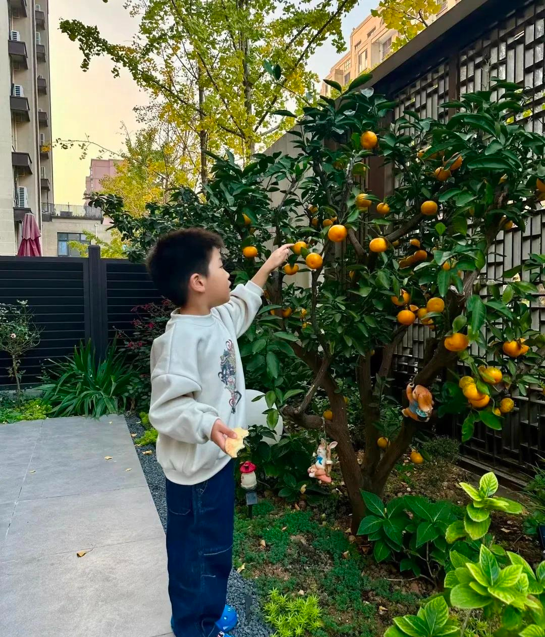 Ông bà căn dặn: "Đừng mang cây ác vào nhà, cây càng thịnh thì người càng suy" - Sự thật là gì? - Ảnh 5.