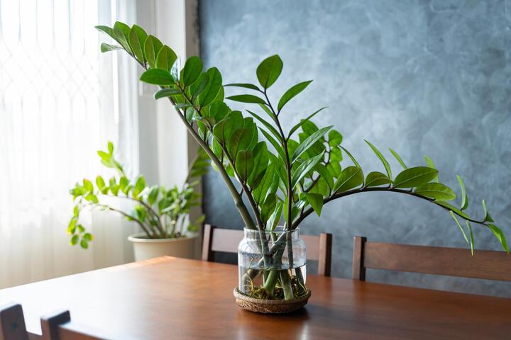 Những cây cảnh chống bức xạ máy tính giúp không gian làm việc trong lành - Ảnh 7.