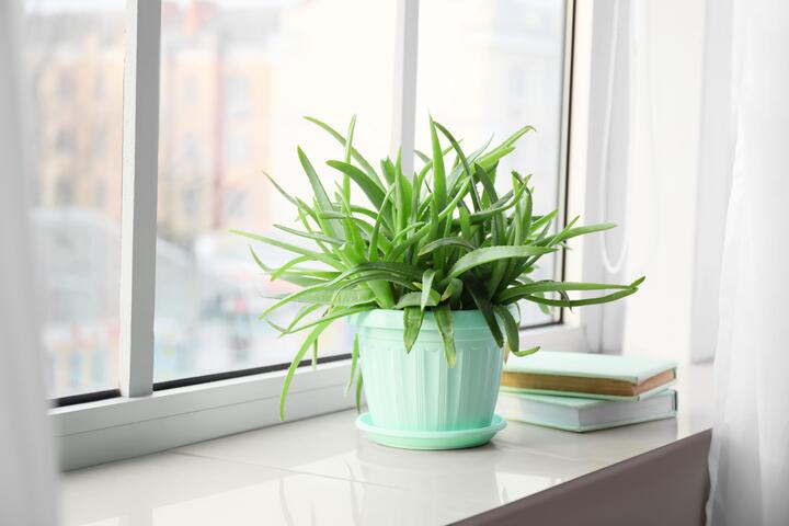 Những cây cảnh chống bức xạ máy tính giúp không gian làm việc trong lành - Ảnh 2.