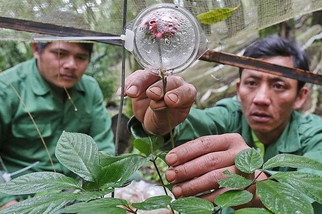 Trồng loại cây được coi như “quốc bảo” của Việt Nam, nông dân có thể thu 32 tỷ đồng/ ha - Ảnh 3.