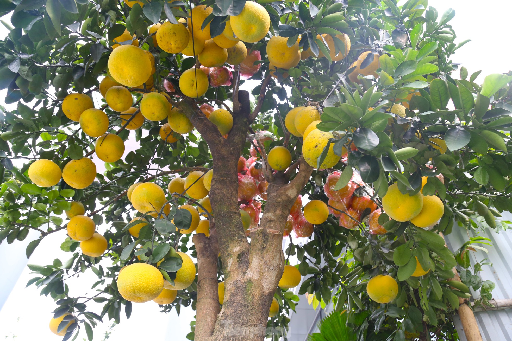 Bưởi cảnh v&agrave; quất mini Tết h&uacute;t kh&aacute;ch sắm sớm tại th&agrave;nh phố Vinh - Ảnh 3.