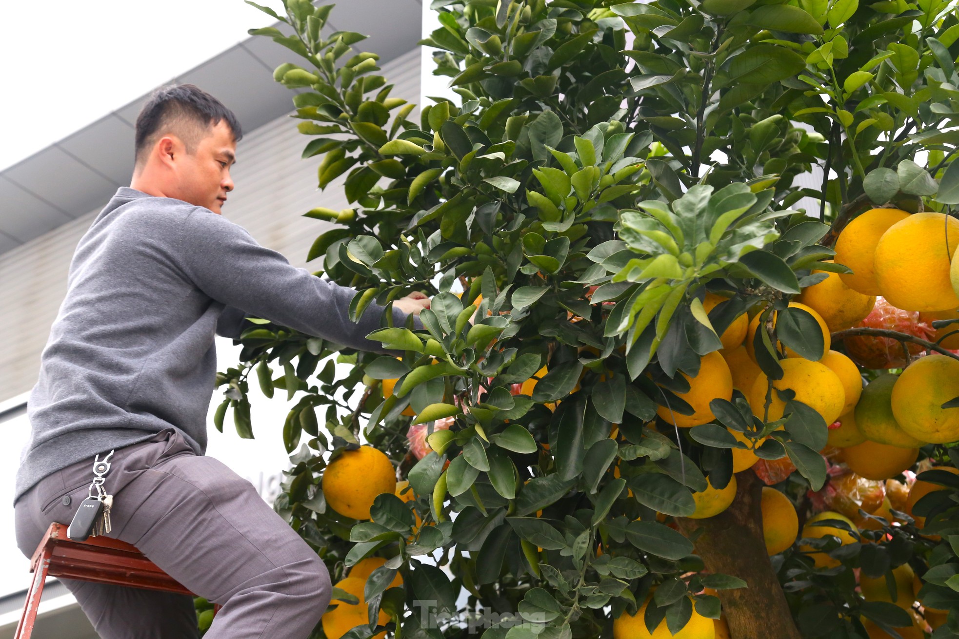 Bưởi cảnh v&agrave; quất mini Tết h&uacute;t kh&aacute;ch sắm sớm tại th&agrave;nh phố Vinh - Ảnh 2.