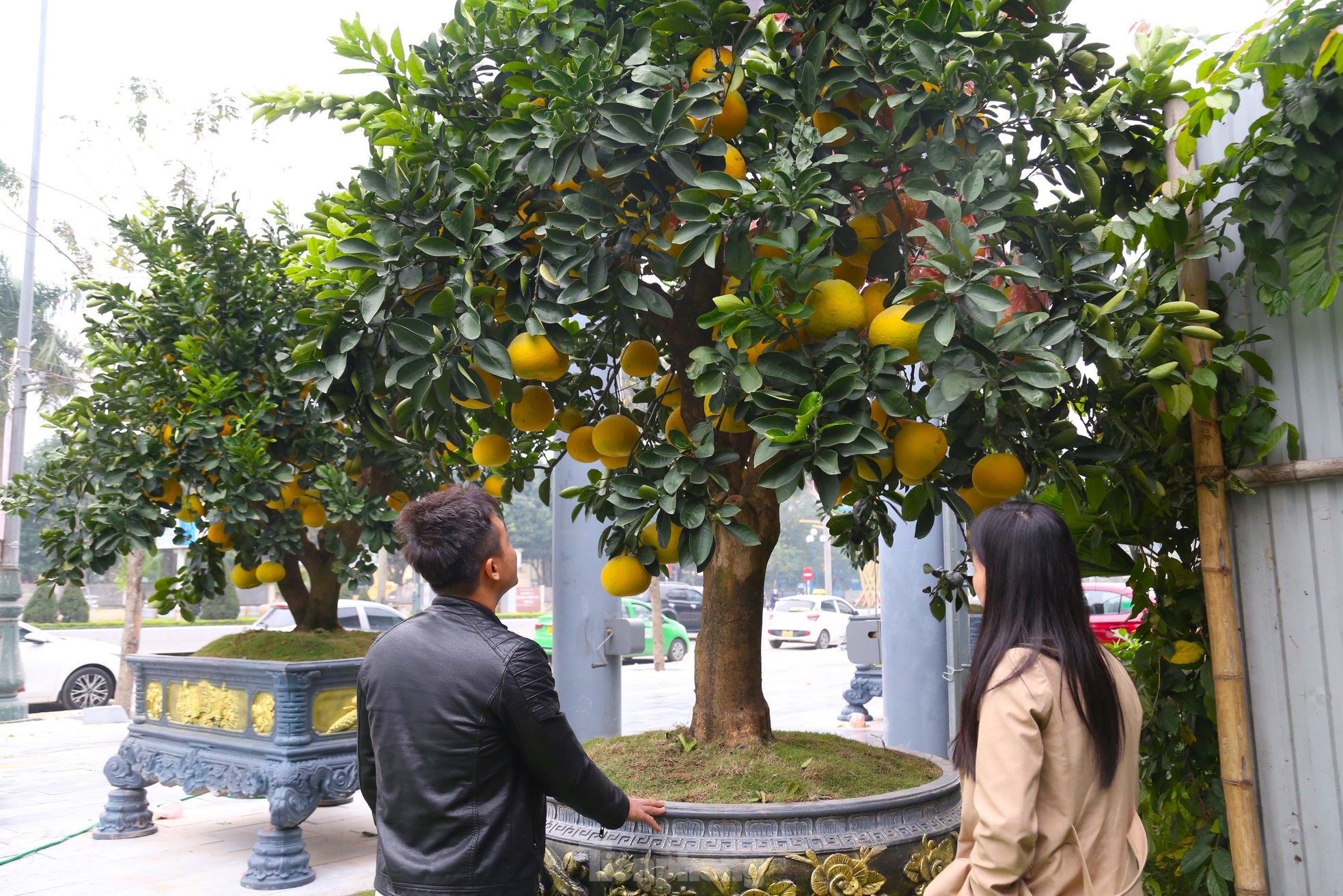 Bưởi cảnh v&agrave; quất mini Tết h&uacute;t kh&aacute;ch sắm sớm tại th&agrave;nh phố Vinh - Ảnh 6.