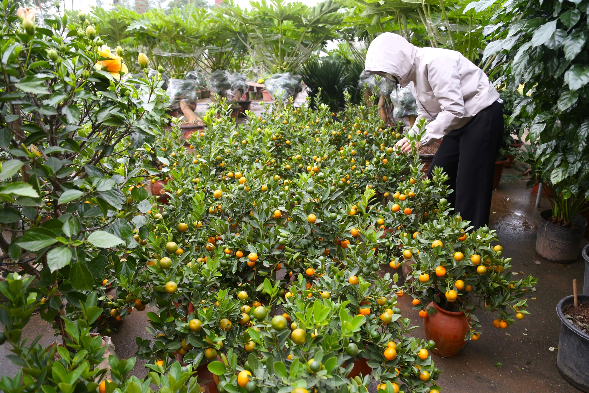 Bưởi cảnh v&agrave; quất mini Tết h&uacute;t kh&aacute;ch sắm sớm tại th&agrave;nh phố Vinh - Ảnh 11.