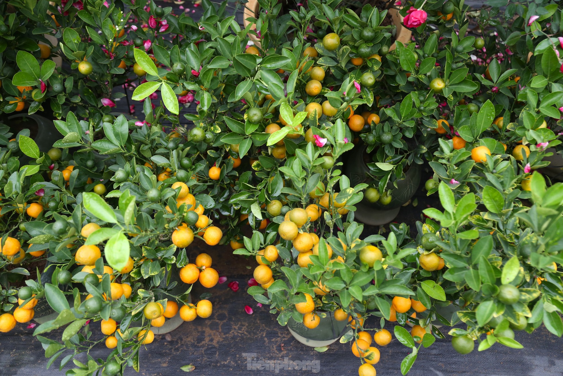 Bưởi cảnh v&agrave; quất mini Tết h&uacute;t kh&aacute;ch sắm sớm tại th&agrave;nh phố Vinh - Ảnh 9.