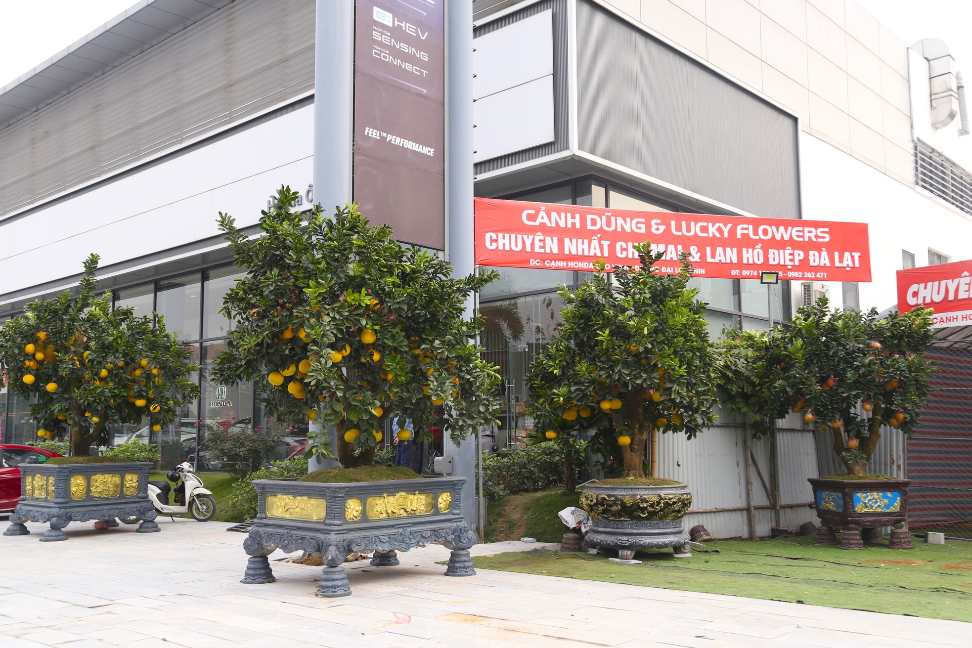 Bưởi cảnh v&agrave; quất mini Tết h&uacute;t kh&aacute;ch sắm sớm tại th&agrave;nh phố Vinh - Ảnh 1.