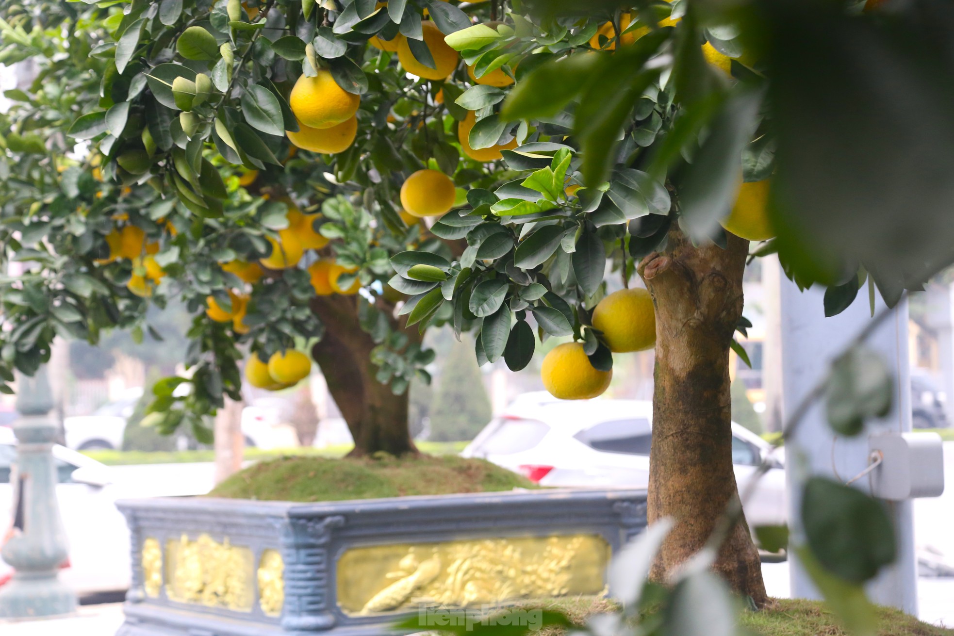 Bưởi cảnh v&agrave; quất mini Tết h&uacute;t kh&aacute;ch sắm sớm tại th&agrave;nh phố Vinh - Ảnh 4.