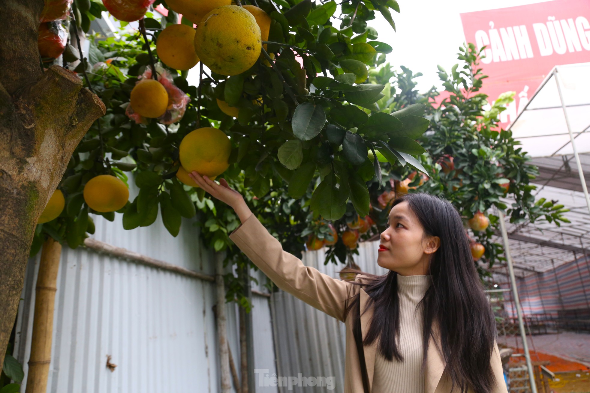 Bưởi cảnh v&agrave; quất mini Tết h&uacute;t kh&aacute;ch sắm sớm tại th&agrave;nh phố Vinh - Ảnh 5.